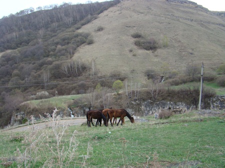 Черкеські коні